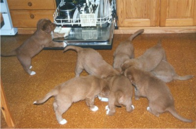 Ållie from litter 3 is checking the dishes!